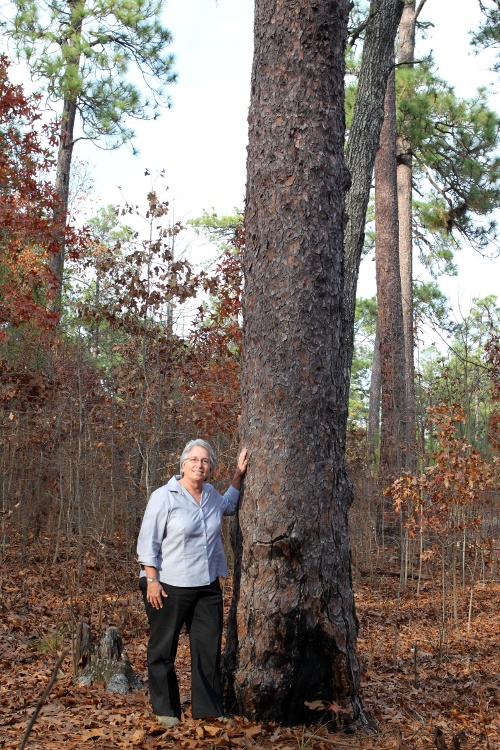 Lark Hayes with Oldest Longleaf Pine, Weymouth Woods, NC, November 2011 (Photo credit to Lark Hayes)