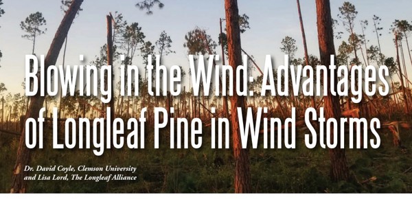 Blowing In The Wind Advantages Of Longleaf Pine In Wind Storms Cover