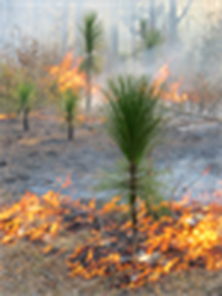 Cflcp Longleaf Rx Fire Lcraighton Thumb