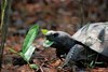 Gopher Tortoise At Cary State Forest 500X335 Thumb