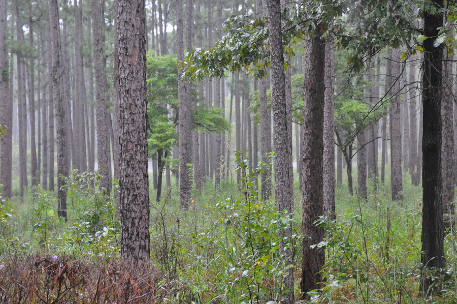 Blackwater River State Forest, Santa Rosa County, FL -- Photo by Sean Smith, Gulf Power