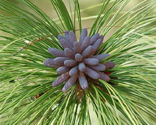 Pine Cluster