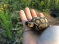 Image 1 Gopher Tortoise Thumb