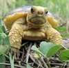Gopher Tortoise Bob Thumb