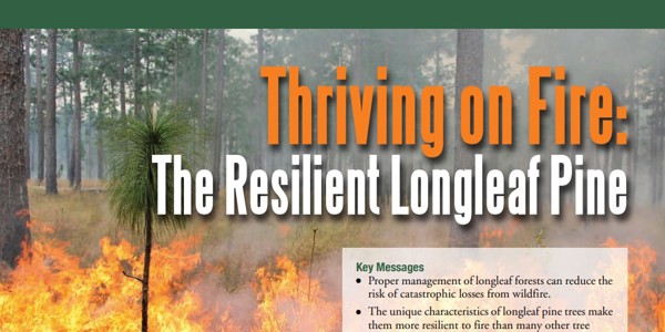 Thriving On Fire The Resilient Longleaf Pine Cover