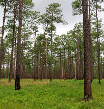 NFWF LSF Photo Longleaf Pine Forests