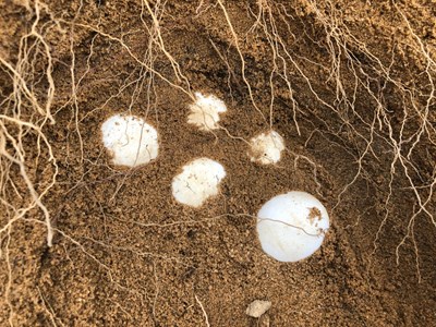 Some Of The Gopher Tortoise Eggs Being Collected For The Head Starting Project Image 1 1