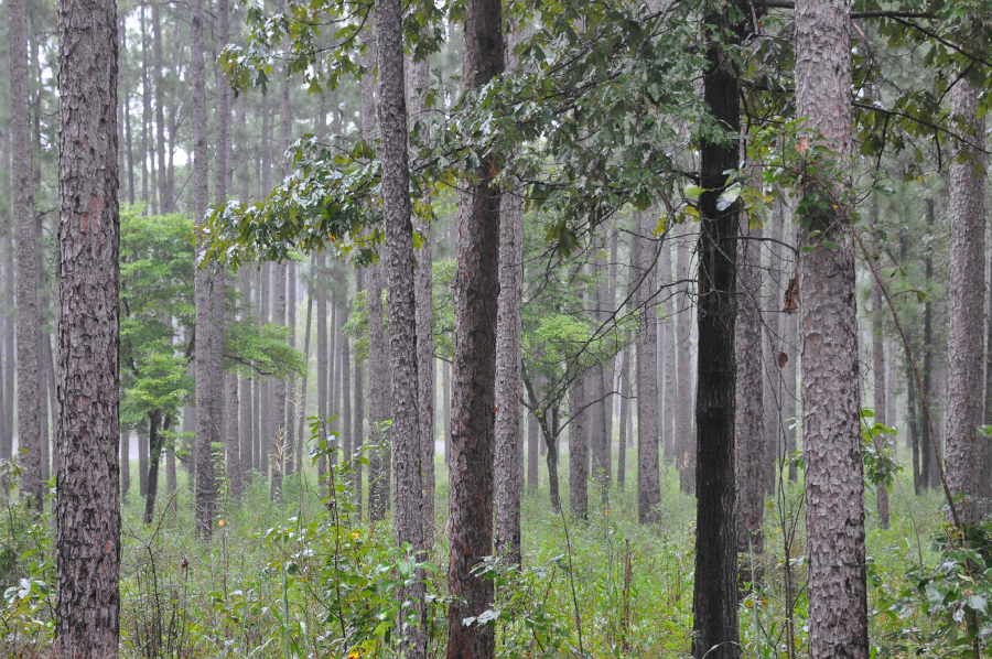 Blackwater River State Forest, Santa Rosa County, FL - Photo by Sean Smith, Gulf Power