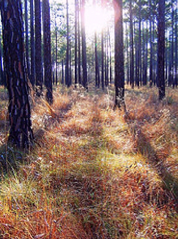 Longleaf Forest