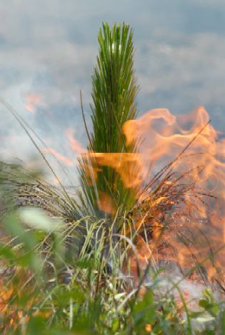 A young longleaf being burned