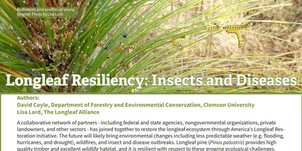 Longeaf Resiliency To Insects And Diseases Cover